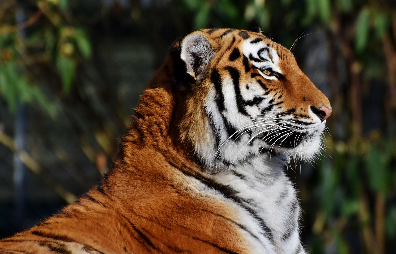 Detroit Tigers Google Trends explainer related image 5 - Detroit Tigers: Why Everyone Is Searching It Right Now