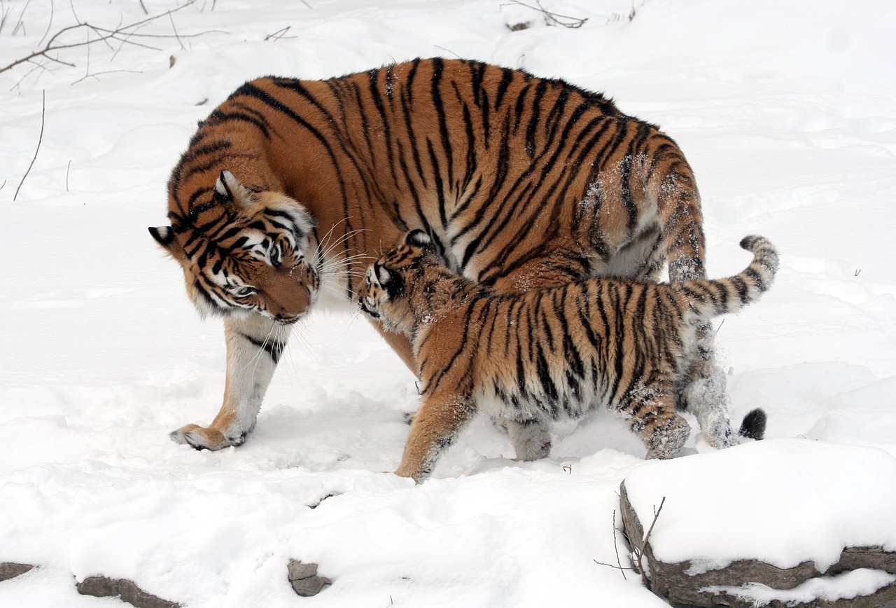 Detroit Tigers Google Trends explainer related image 6 - Detroit Tigers: Why Everyone Is Searching It Right Now