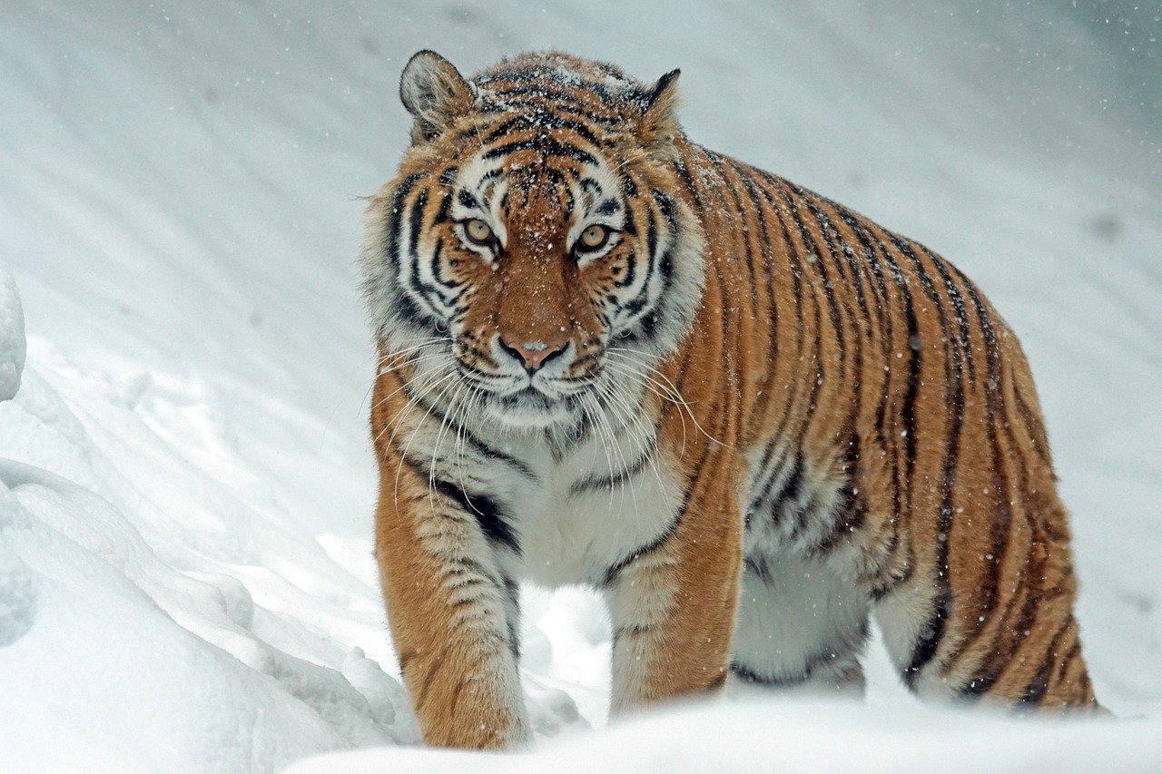 Detroit Tigers Google Trends explainer related image 7 - Detroit Tigers: Why Everyone Is Searching It Right Now