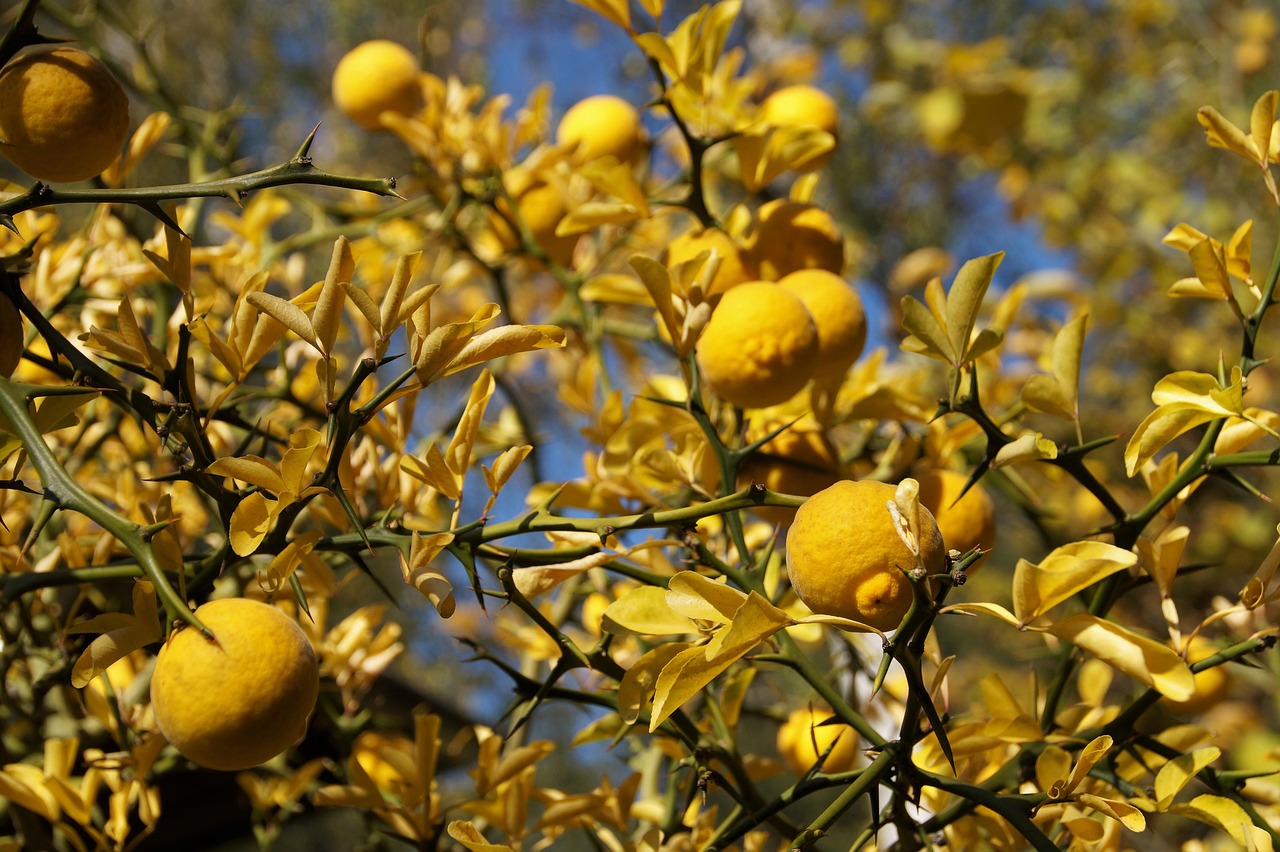 Makai Lemon Google Trends explainer related image 6 - Makai Lemon: Why Everyone Is Searching It Right Now