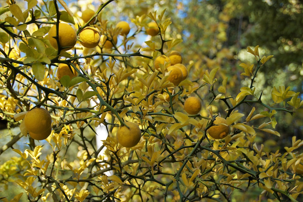 Makai Lemon Google Trends explainer related image 7 - Makai Lemon: Why Everyone Is Searching It Right Now